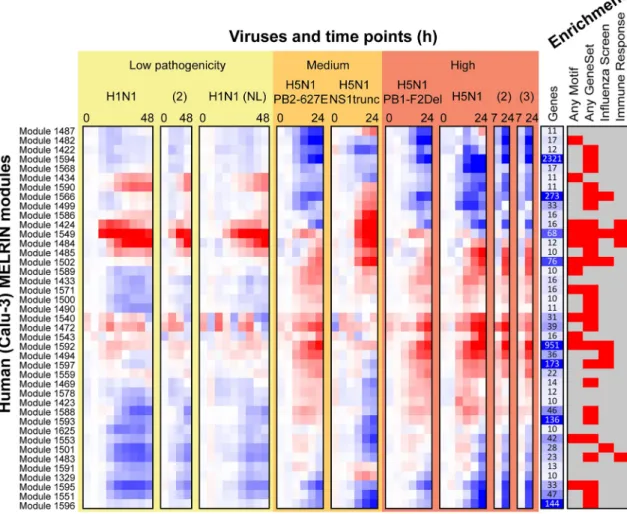 Fig 2. Overview of human influenza response module expression patterns. Shown are 41 human Calu-3 modules with at least 10 genes