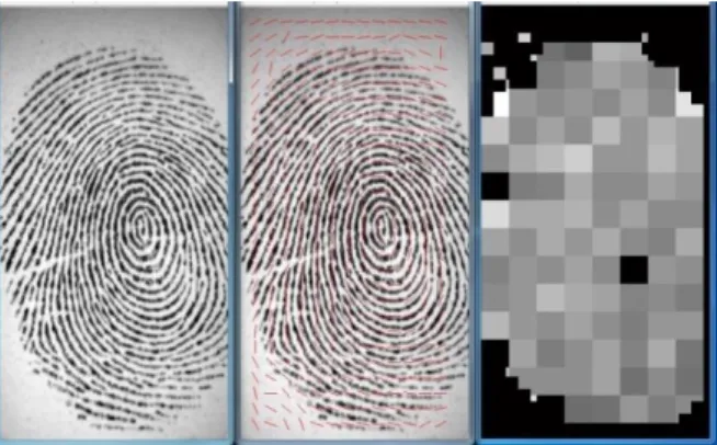 Figure 3.1. Core point detection using ridge frequency and ridge orientation steps of a fingerprint  (a)Original fingerprint; (b)Ridge frequency step; (c)Ridge orientation step 