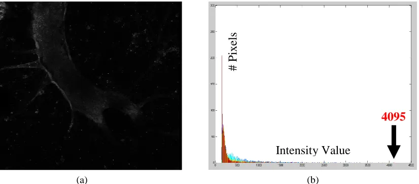 Figure 3. (a) A single image of one sample , and (b) the corresponding histogram of the image in  (a)