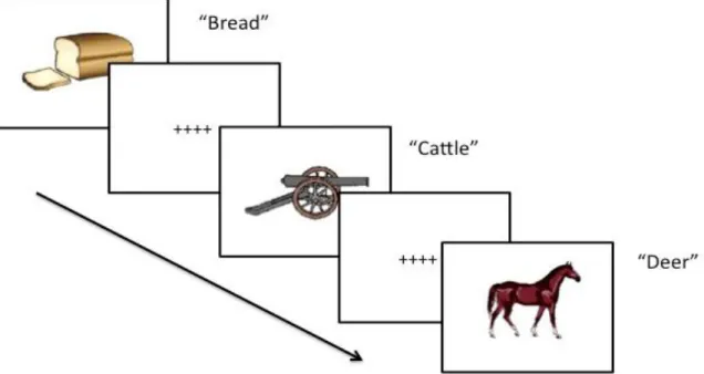 Figure 3.7. Item presentation in the picture-word verification task 