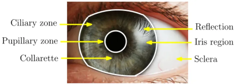 Fig. 2 Example of an iris pattern captured in visible light and its constituting elements