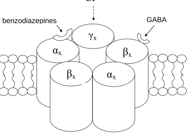 Figure 1.2.1  Sub-unit stoichiometry, arrangement, membrane position and binding sites of  the GABA A  receptor