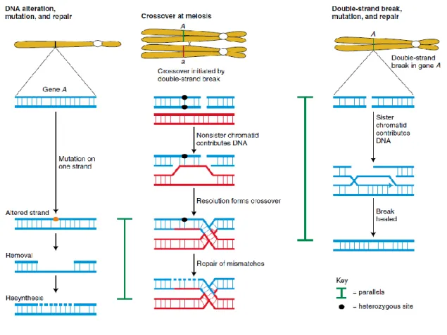 Figure 2. Parallels between recombination and certain types of mutational repair. 7 1.1.1 Gene Mutation 