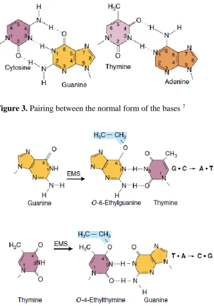 Figure 3. Pairing between the normal form of the bases  7