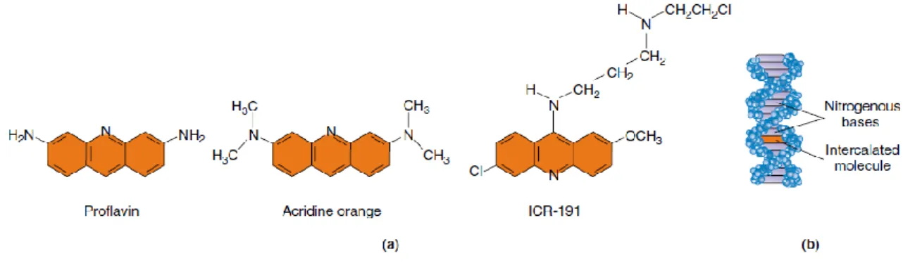 Figure 5. (a) Structures of common intercalating agents and (b) their interaction with DNA  8   