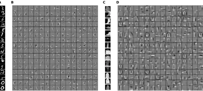 Fig. 3. The network learns independent components from the MNIST datasets. A, B: the network learns pen-stroke shapes from the MNIST dataset