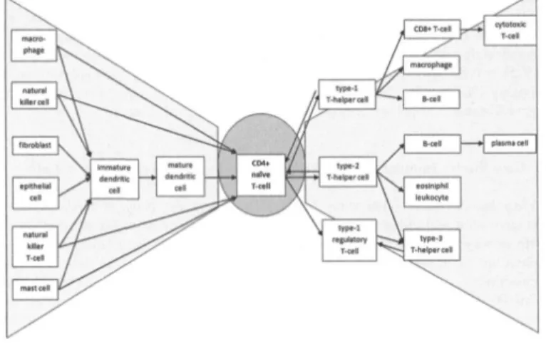 Figure 2: Bow tie structure of T cell mediated immunity (Jones 2014, p. 1138).