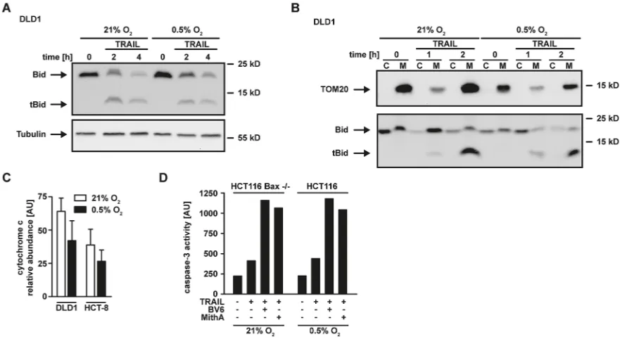 Figure 6: Hypoxia does not affect Bid cleavage and translocation to the mitochondria. normoxic (21% OA