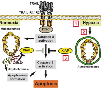 Figure 9: Molecular mechanism of hypoxia-induced TRAIL resistance in colorectal cancer cells