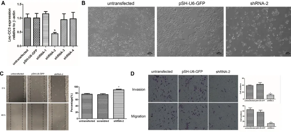 Figure 4: lnc-cc3 knockdown suppressed migration and invasion in siHa cells in vitromethod