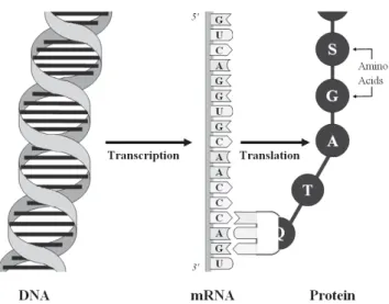 Figure 2.2: The central dogma of molecular biology explains how proteins are formed based on the information coded in the DNA: The DNA is ﬁrst  tran-scribed into single-stranded messenger ribonucleid acid (mRNA) by means of the enzyme RNA polymerase