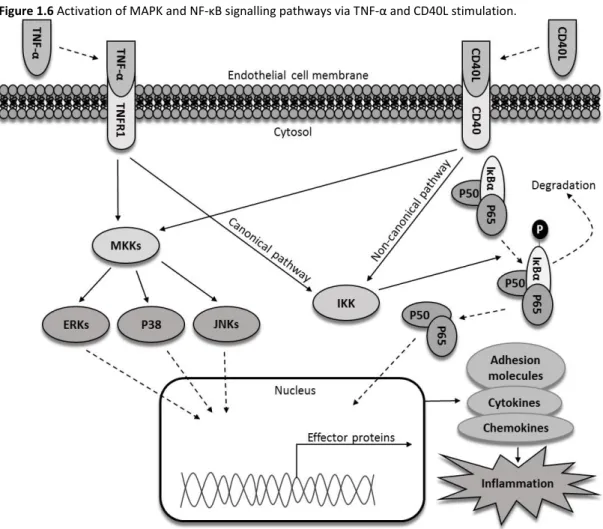 Figure 1.6 Activation of MAPK and NF-κB signalling pathways via TNF-α and CD40L stimulation