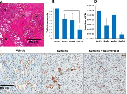 Figure 3: Combination of sunitinib and dalantercept induces tumor necrosis and loss of tumor vasculature