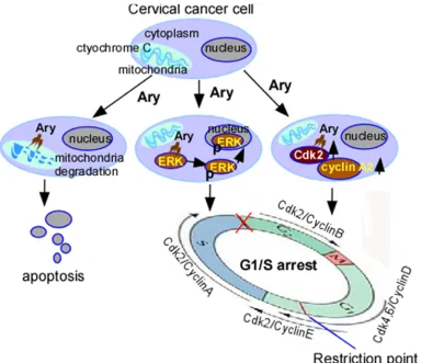 Figure 8: schematic illustration of Ary-induced anticancer effect on cervical cancerapoptosis through mitochondrial