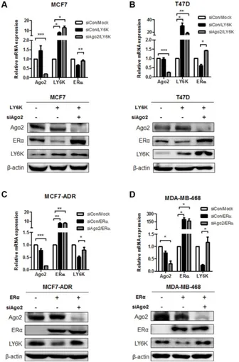 Figure 2: The regulation of ERα and LY6K expression in a miRNA-dependent manner. (A and B) Gene expression level was determined on both mRNA and Protein levels after treatment with Ago2 siRNA combined with overexpression of LY6K for 48 hr