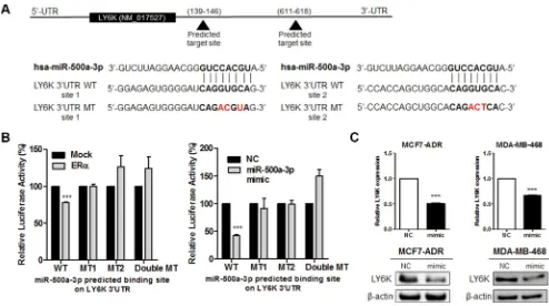 Figure 5: LY6K is a direct target of miR-500a-3p and down regulates its expression. (A) Gene structure of LY6K showing the two predicted target sites of miR-500a-3p in its 3′UTR