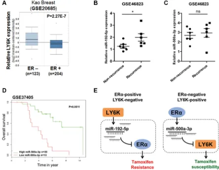 Figure 7: miR-192-5p and miR-500a-3p involved in LY6K and ERα are related to tamoxifen resistance in breast cancer patients