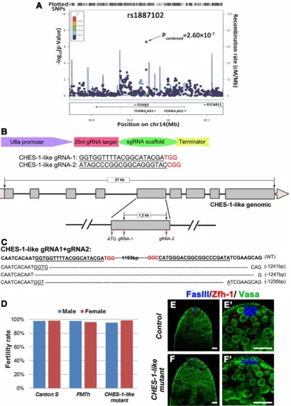 Figure 1: Loss of CHES-1-likeCHES-1-likeby different colors. The genes within the region of interest are annotated, with arrows indicating transcription direction