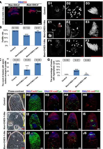 Figure 2: Ectopic expression of CHES-1-like in germ cells causes male fertility defect and tumor like structure formation.A