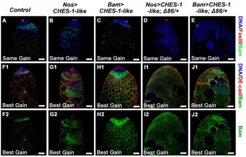 Figure 3: Ectopic expression of CHES-1-like in germ cells led to reduced level of Bam expression