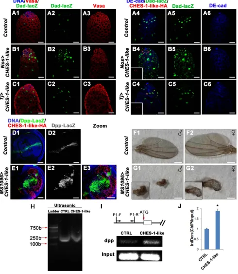 Figure 5: CHES-1-like prevents spermatogonial differentiation through promoting Dpp expression to ectopically activate BMP signaling in germ cells.(lacZ, and HA tagged CHES-1-like were labeled with Hochest 33342, Vasa, DE-Cadherin, LacZ, and HA anitibodies