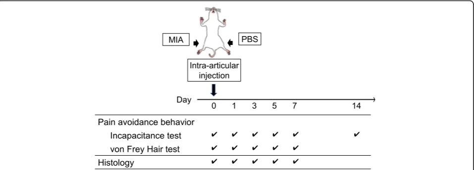 Fig. 1 Study design. The right knee joint had an intra-articular injection of MIA at day 0