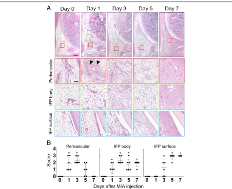 Fig. 3 Time course histological changes of IFP (Cellularity). (a) Hematoxylin-eosin (HE) staining of sagittal section of the right knee joint (Top:Proximal, Left: Anterior)