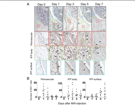 Fig. 4 Time course changes of inflammatory cell infiltration in IFP. (the boxed area were counted and plotted