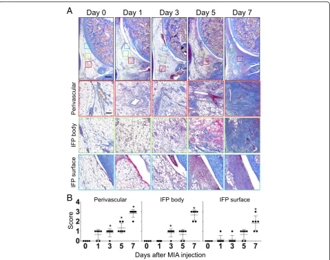 Fig. 6 Schematic diagram of time course histological changes in IFP after MIA injection
