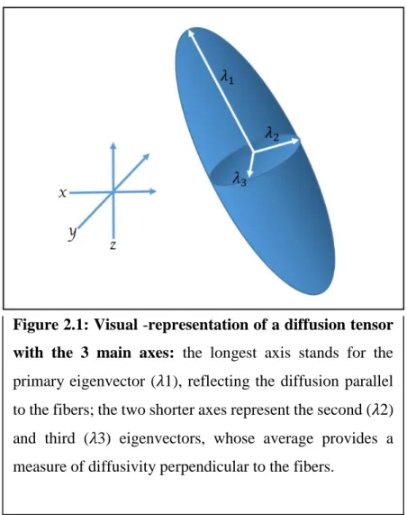 Figure 2.1: Visual -representation of a diffusion tensor  with  the  3  main  axes:  the  longest  axis  stands  for  the  primary eigenvector (