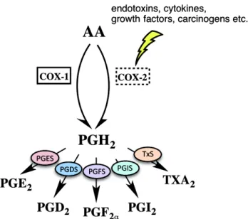 Figure 3  Biosynthesis of prostaglandins and thromboxane A 2 , modified from [157] 