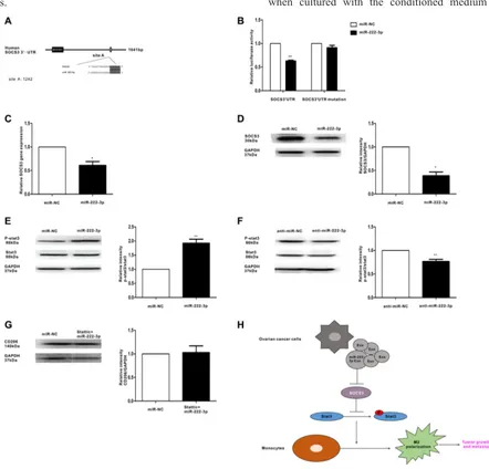 Figure 6: MiR-222-3p downregulates SOCS3 expression and activates STAT3 signaling pathways in macrophages