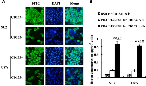 Figure 4: Uptake efficacy for PD-CD133/BSH and 10B concentration (n = 3). (A) Uptake efficacy of sorted CD133+ and CD133− GSCs observed in fluorescence microscope with 0.1 µM PD-CD133/BSH for 12 h (×400)