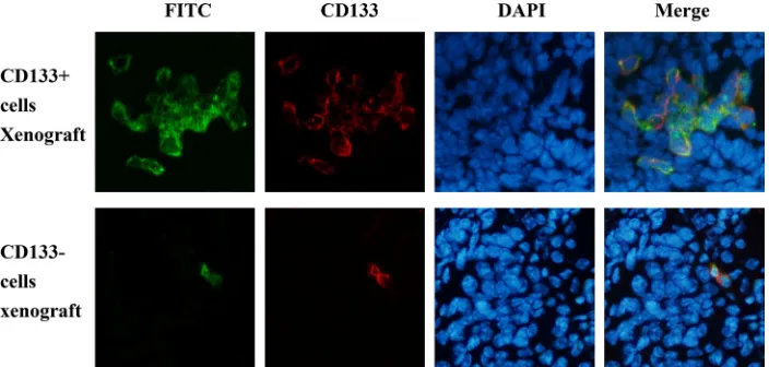 Table 1: Uptake efficiency of PD-CD133/BSH in CD133+ and CD133− GSCs (%)