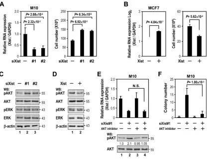 Figure 2: XistsiRNA oligonucleotides against panel). (and viability assay (right panel)