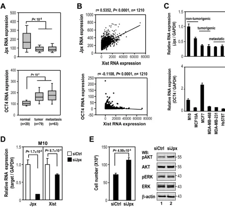 Figure 4: Association of Jpx in regulation of Xist expression in breast cancer. (A) Coexpression analysis of Jpx and OCT4 levels in breast normal and tumor samples using GEO data sets