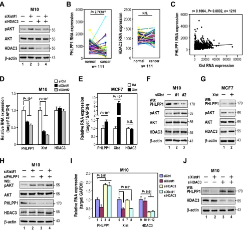 Figure 5: XistHDAC3analysis siRNA oligonucleotides against subjected to quantitative RT-PCR and Western analyses