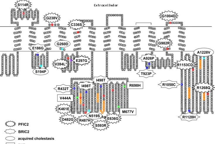 Fig. 2 Putative secondary structure of Bsep (NT-005403) generated with the TOPO program (http://www.sacs.ucsf.edu/TOPO-run/wtopo.pl).