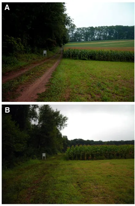 Fig. 2. Views of the hive (white object left of center) in place at the natalsite (A, photo facing south-southeast) and test site (B, photo facing north-northwest)
