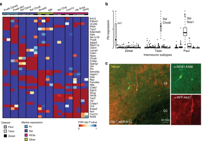 Fig. 5 Replicated subtypes show consistent differential expression. a (Top) Heatmap of FDR-adjusted P values of top differentially expressed genes among replicated interneuron subtypes (NB only 10 subtypes are shown as no differentially expressed genes wer