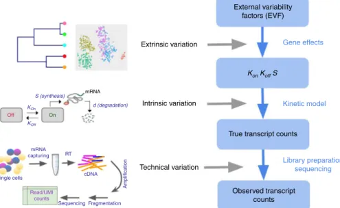 Fig. 1 Overview of SymSim. The true transcript counts, which are the number of molecules for each transcript in each cell at the time of analysis, are generated through the classical promoter kinetic model with parameters: promoter on rate (k on ), off rat
