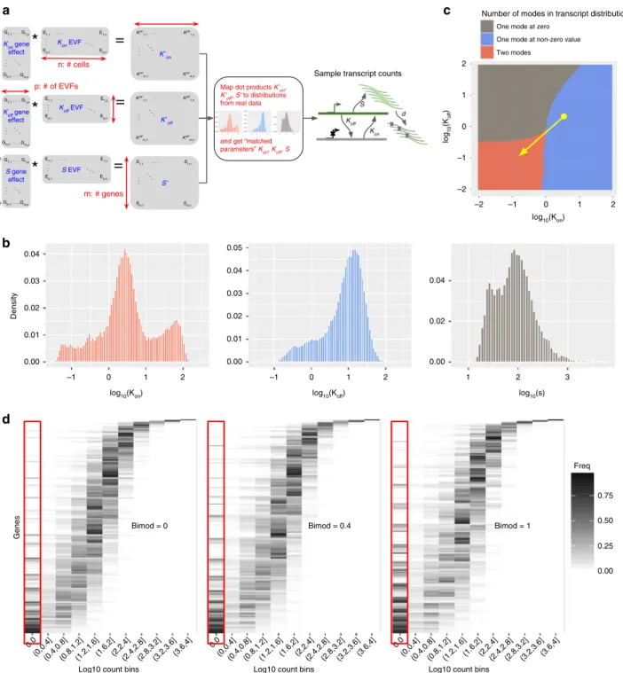 Fig. 2 Intrinsic variation. a A diagram of how gene and cell-speci ﬁc kinetic parameters are simulated from cell-speciﬁc EVF and gene-speciﬁc gene effect vectors, and how the kinetic parameters are used in a model of transcription