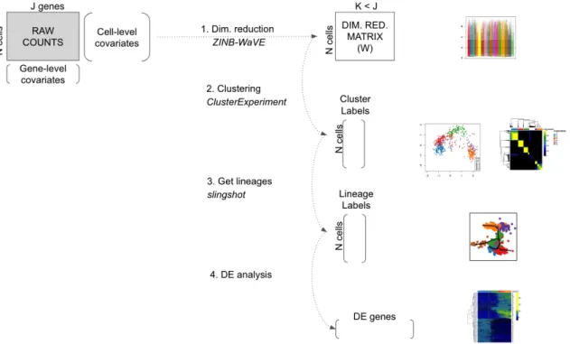 Figure 1. Workflow for analyzing scRNA-seq datasets. On the right, main plots generated by the workflow.