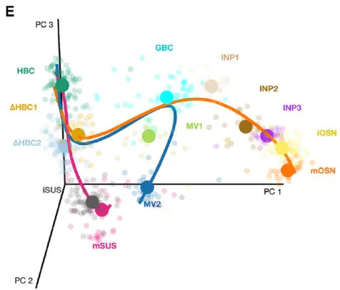 Figure 2. Stem cell differentiation in the mouse olfactory epithelium. Reprinted from Cell Stem Cell, Vol 20, Fletcher  et al., Deconstructing Olfactory Stem Cell Trajectories at Single-Cell Resolution Pages No