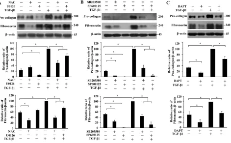 Figure 6: Effect of MAPKs and Notch3 on TGF-β1-induced secretion of extracellular matrix proteins
