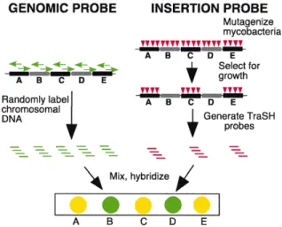 Figure 1.2: Diagram of the TraSH method. Source: Sassetti (2003) [11]
