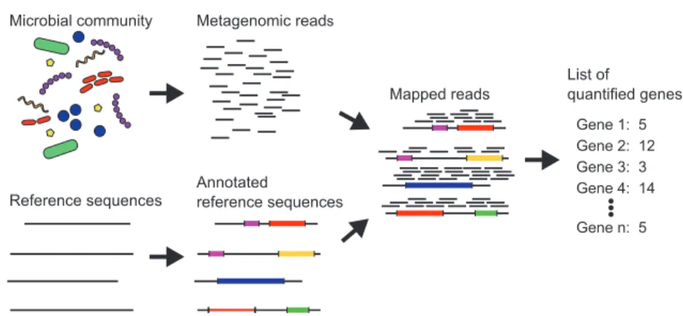 Figure 1: Overview of gene quantification in metagenomics. DNA is extracted and randomly sequenced from a microbial community