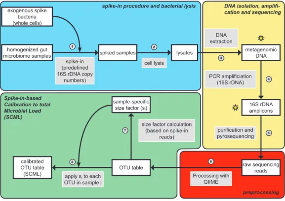 Figure 2.1: Procedural overview of proposed spike-in procedure and the spike-in-based calibration to total microbial load (SCML)