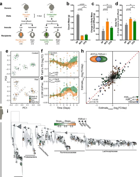 Figure 4. Cooking-induced changes in the gut microbiota are ecologically significant.