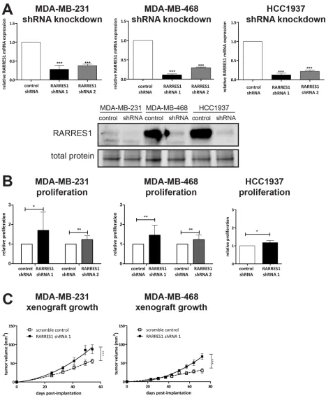 Figure 3: Knockdown of RARRES1 increases in vitro and in vivo cell growth. effect of RARRES1 knockdown on MDA-MB-468and HCC1937 were verified by qPCR and western blot, and compared to scramble shRNA by one-way ANOVA